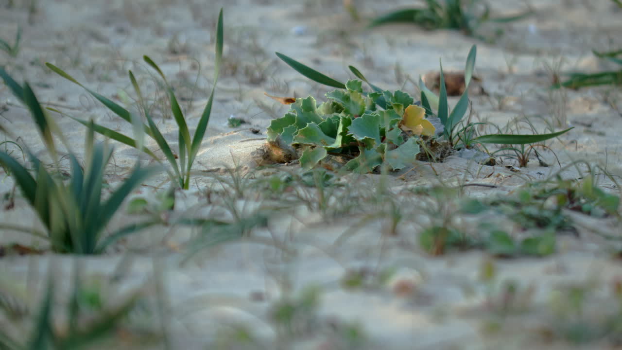 Grass growing up in the sand.