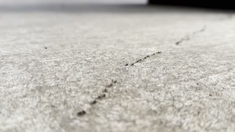 a line of ants moving across the concrete