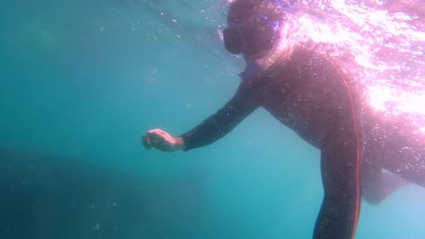 a man snorkels along side a huge whale shark in murky water off the coast of la paz, mexico