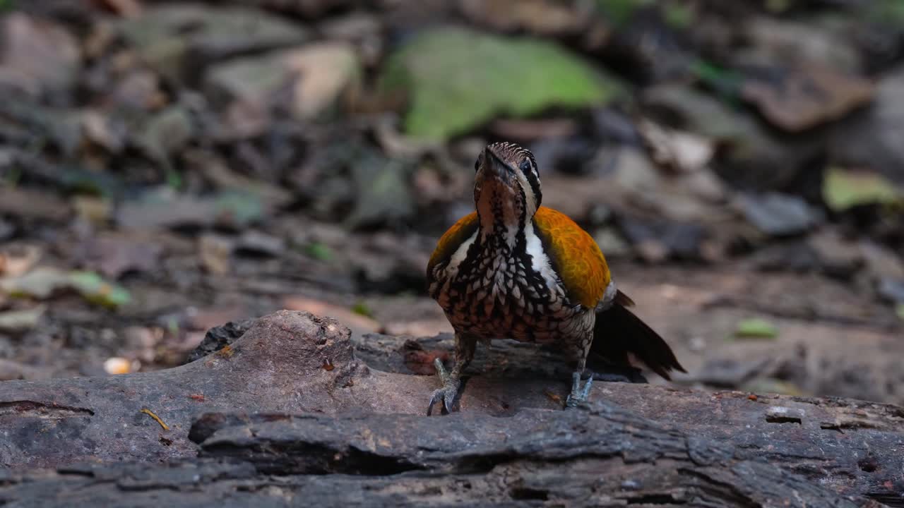 Feeding on the ground moving its head up and down, looking around as well, Common Flameback Dinopium javanense, Female, Thailand