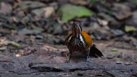 Feeding-on-the-ground-moving-its-head-up-and-down,-looking-around-as-well,-Common-Flameback-Dinopium-javanense,-Female,-Thailand