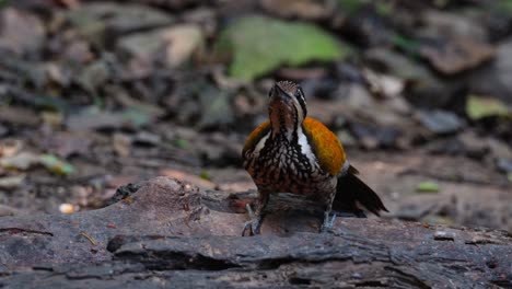alimentándose en el suelo moviendo su cabeza arriba y abajo, mirando a su alrededor también, flameback común dinopium javanense, hembra, tailandia