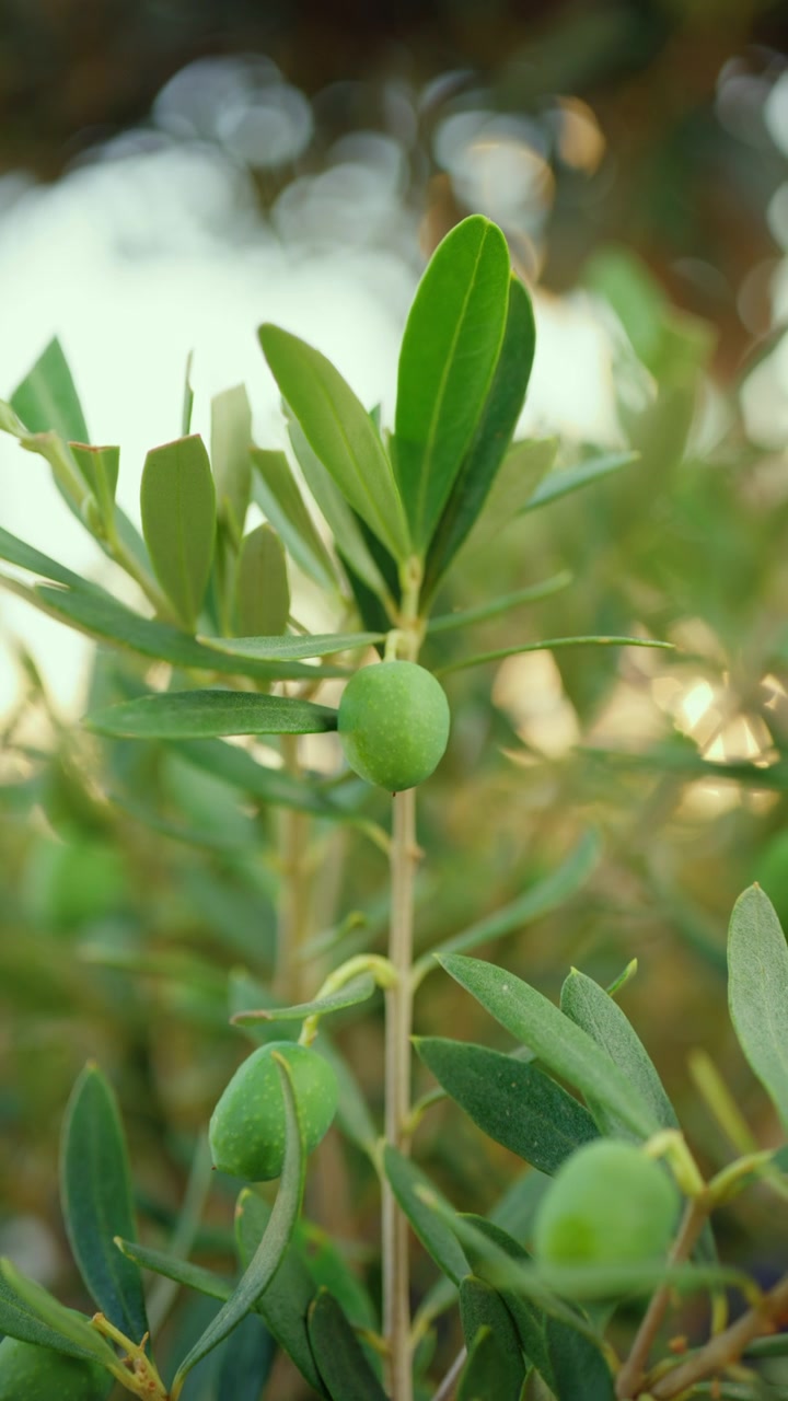 Giovani olive verdi che maturano lentamente su un ramo frondoso, a rappresentare l'agricoltura, il cibo sano e la natura mediterranea