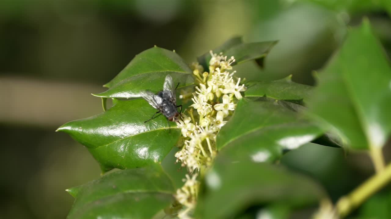 Fly walks along flowers blooming at center of waxy leaves