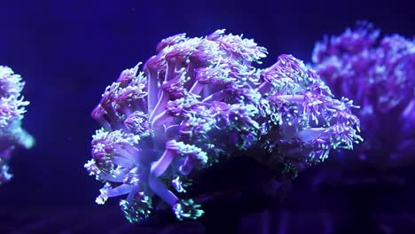 living healthy corals swaying in the water current of a fish tank as if it was in the ocean