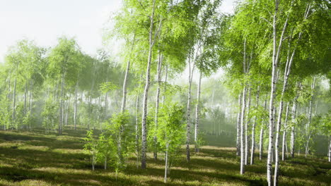 árboles de abedul en la hierba verde