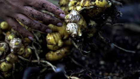 Große-Riesige-Cluster-Von-Ingwer-Wurzel,-Die-Frisch-Aus-Dem-Boden-Der-Reichen-Erde-Geerntet-Wurde-Ingwer-Ernte-In-Voller-Blüte-Haus-Gartenarbeit