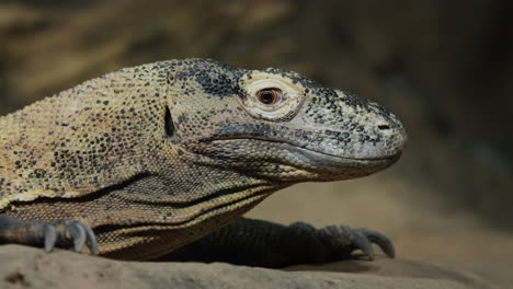 Komodo-dragon-sits-motionless-on-the-ground,-side-view