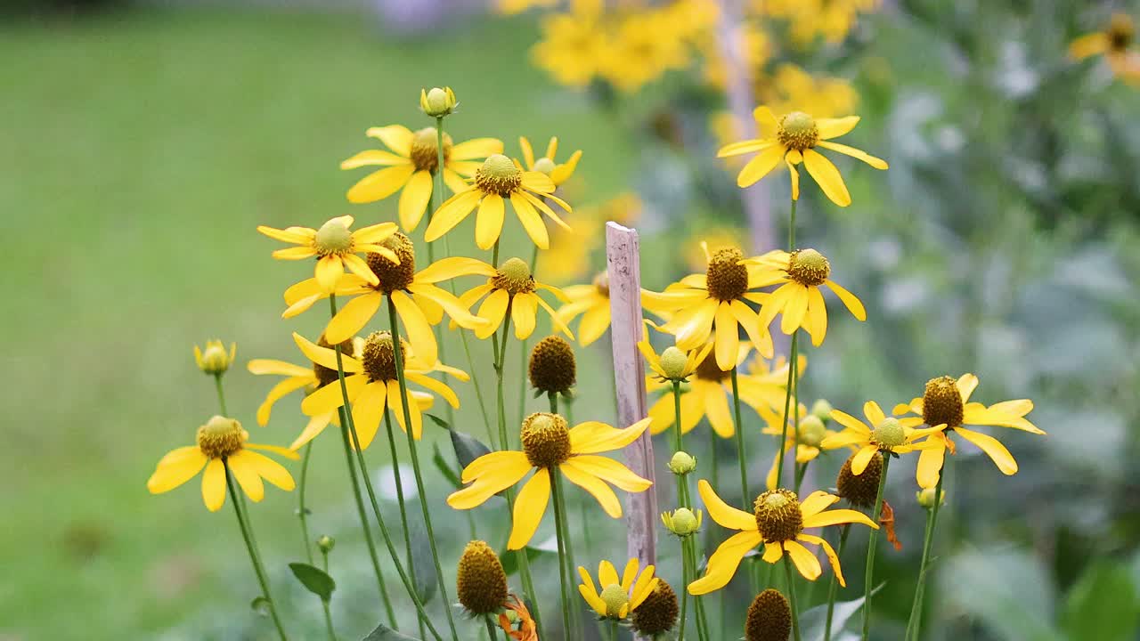 노란색 꽃은 빠르게 열리고 닫습니다.