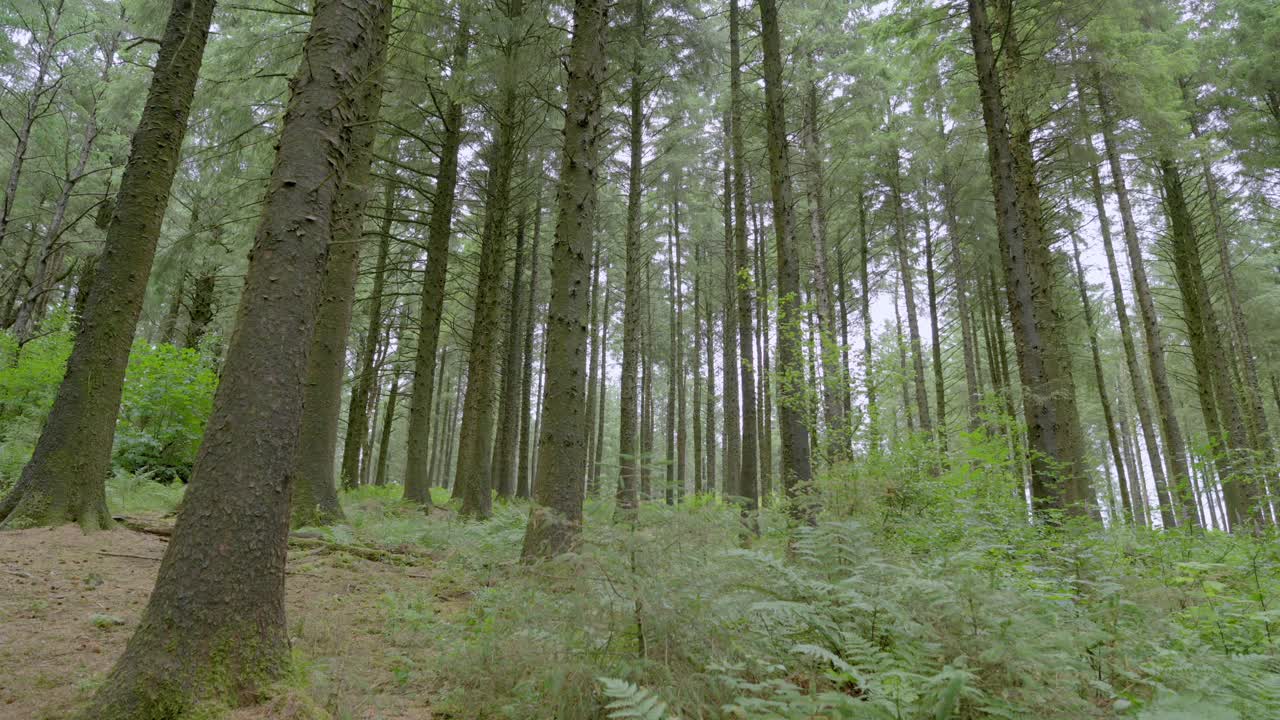English pine forest interior, slow motion, Lancashire, UK, Sony FX30