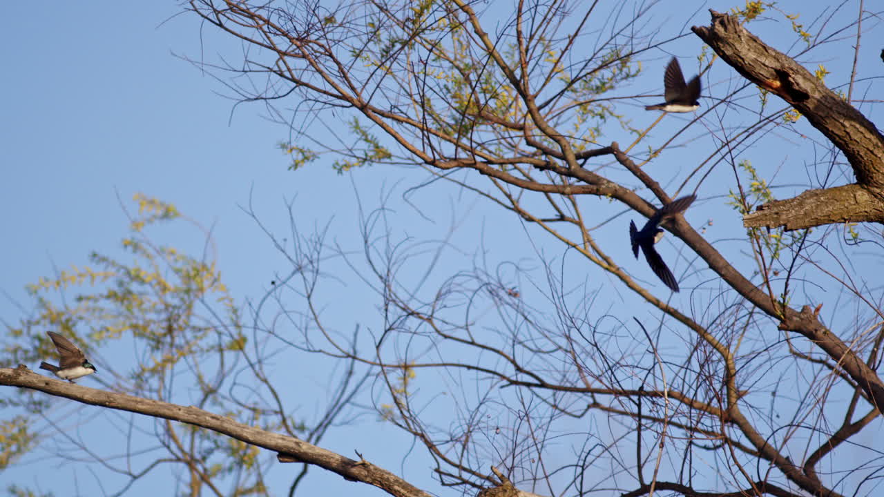Flight ritual of purple martins captured in dreamy slow motion.