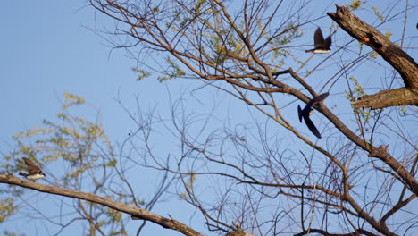 flight ritual of purple martins captured in dreamy slow motion.