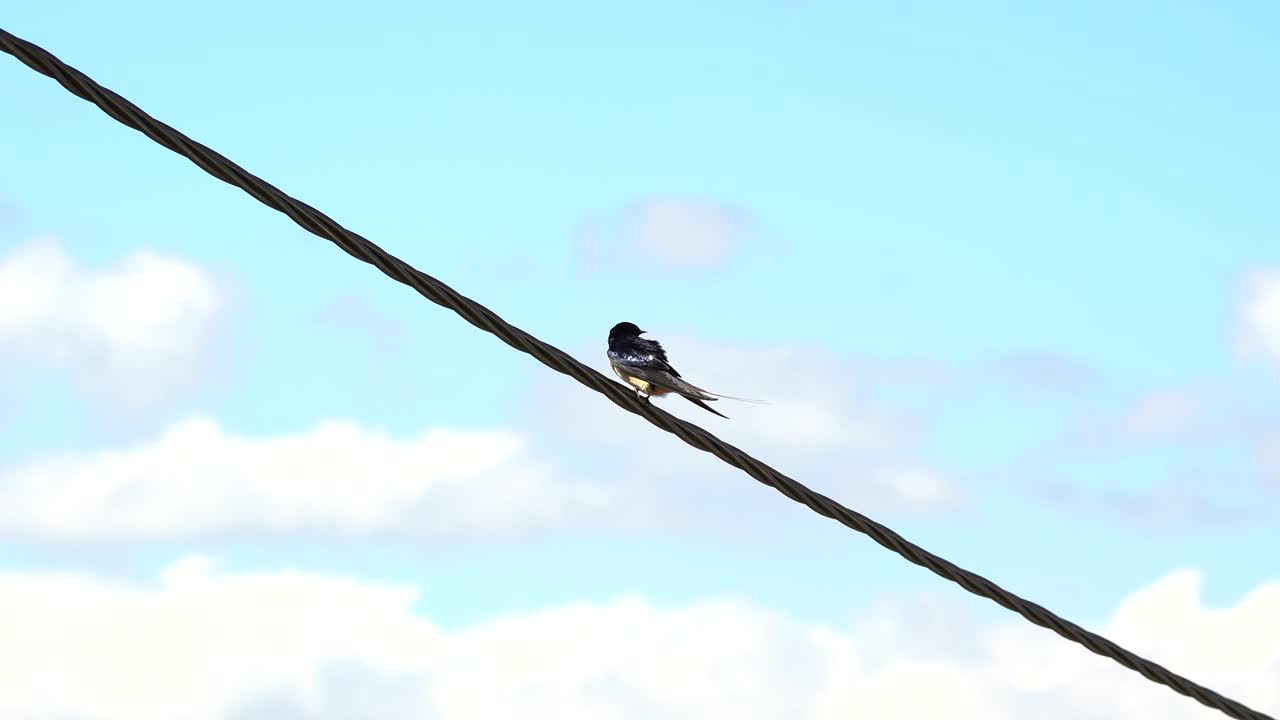 Isolated swallow over diagonal power line cleaning feathers, cloudy sky background