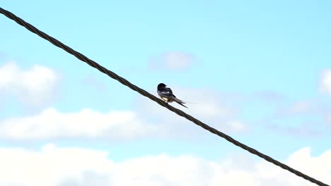 golondrina aislada sobre plumas de limpieza de líneas eléctricas diagonales, fondo de cielo nublado