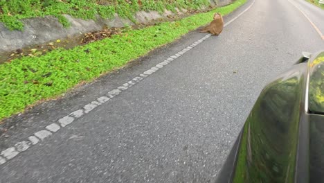 monkey observed sitting on road in khao yai