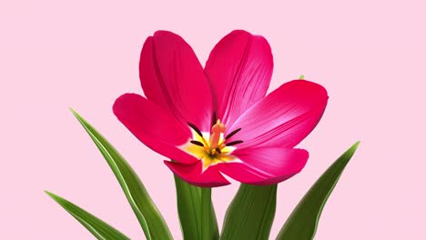 3d glitch de la flor del tulipán. sin costura en bucle. concepto de nft.