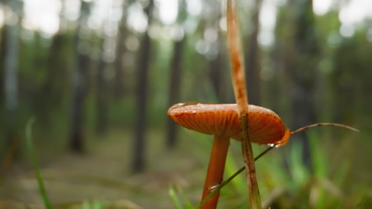 Orange mushroom stands near dry blade of grass in forest