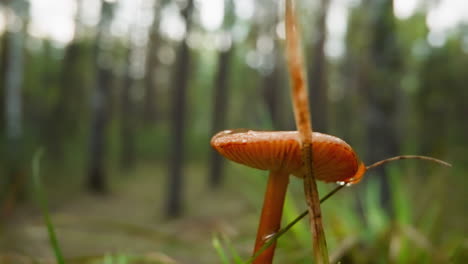 Orange-mushroom-stands-near-dry-blade-of-grass-in-forest