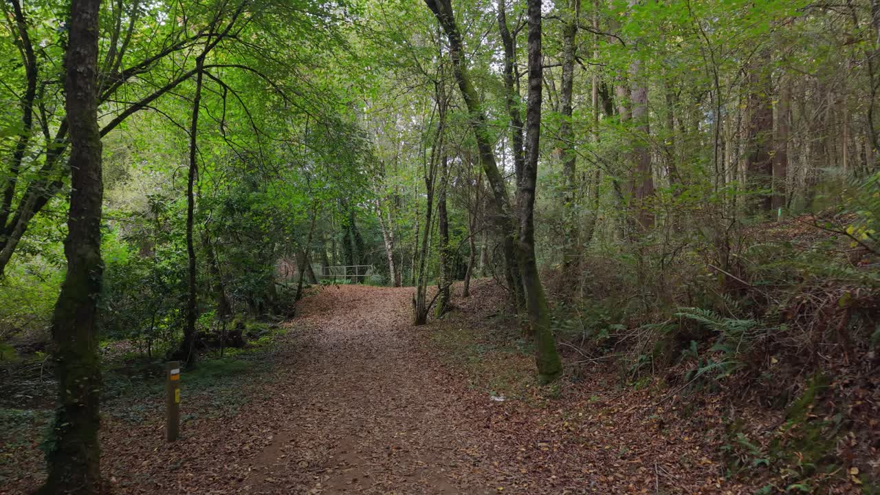 A Trail Through Forest Hike In Ruta dos muiños do Rego das Gandaras In Vilasantar, A Coruña, Spain. Pullback Shot
