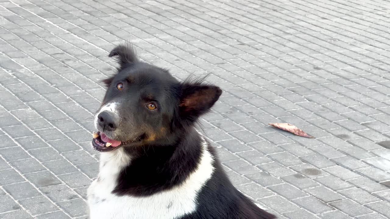 perro en una acera de la ciudad