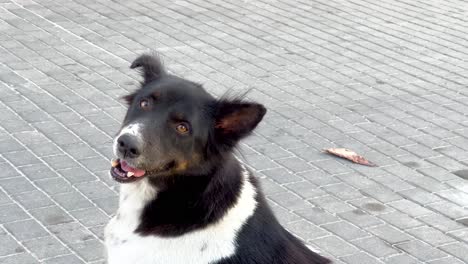 dog on a city sidewalk