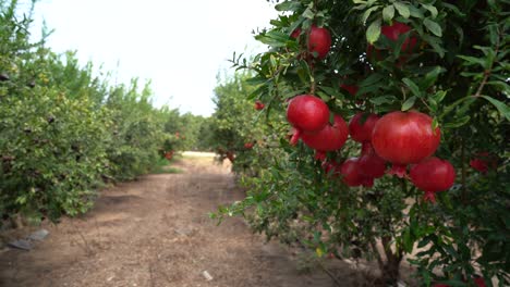 pomegranate tree plantation on picking season