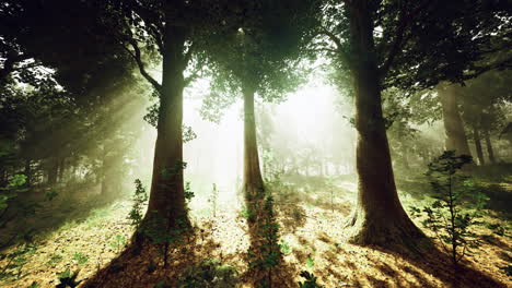 la luz del sol se filtra a través de los árboles en un entorno de bosque sereno al amanecer