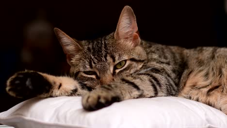 retrato de un gato europeo de pelo corto descansando sobre un cojín, un tiro medio contra un fondo oscuro y borroso