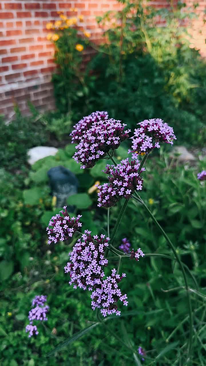 flores de verbena púrpura en un jardín