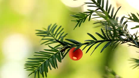 Die-Rote-Giftige-Frucht-Der-Gemahlenen-Schierlingstanne