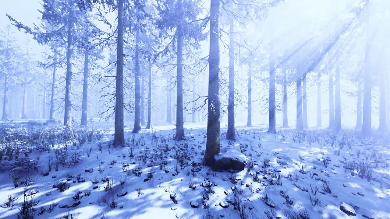 Enchanted winter forest bathed in soft white light and shadows