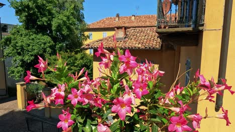 vibrant flowers in a sunny italian courtyard