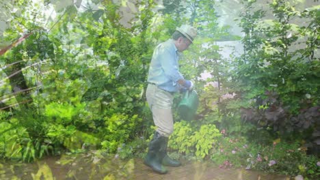video compuesto de árboles altos contra caucásico hombre mayor regando plantas en el jardín