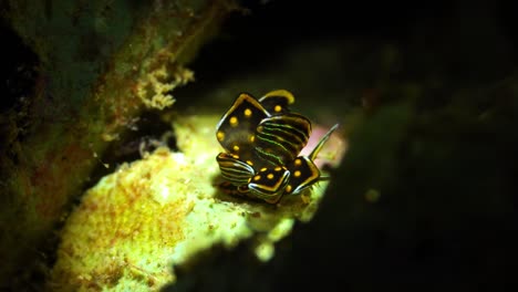 Cyerce-Sp-Nacktschnecke-Schmetterling-Nacktschnecke-Manado-Bucht-Nord-Sulawesi-Indonesien-25fps-4k