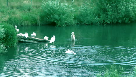 Herde-östlicher-Weißer-Pelikane-Im-Wasser,-Ein-Pelikan-Breitet-Flügel-Aus-Und-Bewegt-Sie-Seitwärts