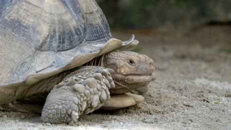 close up of an african spurred tortoise moving slow on the ground