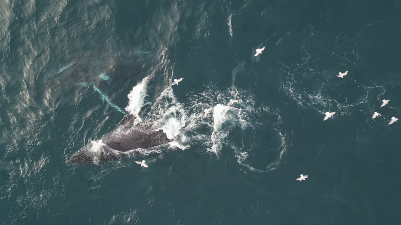 Flock of Seagulls hovering and flying close to the pod of humpback whales at the Pacific Ocean surface