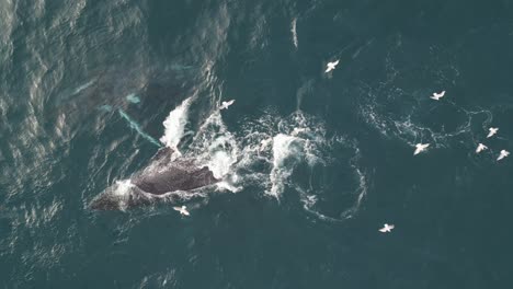 bandada de gaviotas flotando y volando cerca de la manada de ballenas jorobadas en la superficie del océano pacífico