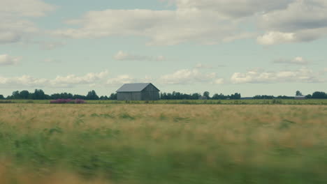 driving through grain fields with an old barn in the background