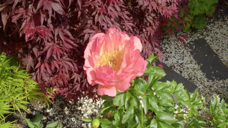 Weite-Aufnahme-Einer-Paeonia-Schale-Mit-Schönheitsblume-Mit-Ahorn-Im-Hintergrund