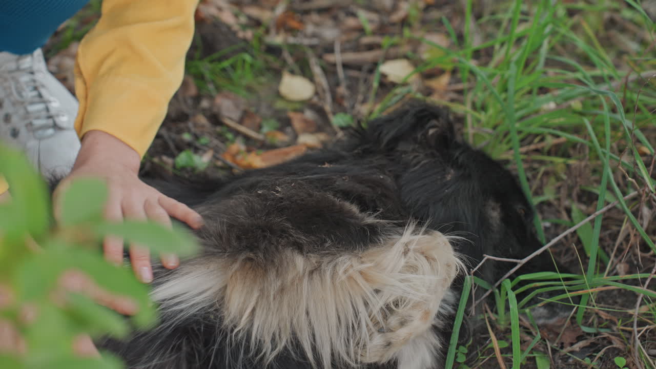 Primo piano di mani che accarezzano un cane nero in campeggio all'aperto; carezze delicate sulla folta pelliccia su terreno erboso; scarpa da ginnastica visibile; primo piano foglioso; atmosfera crepuscolare tranquilla; legame intimo tra persona e animale.