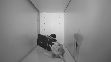 devastating footage of a mouse caught in a trap trying to escape, ir