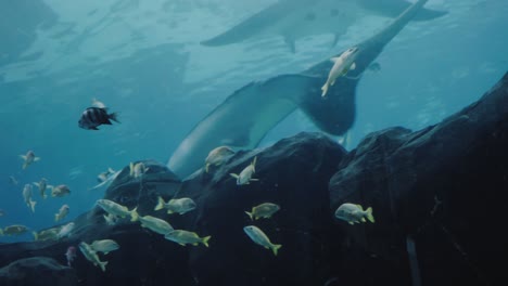 a huge whale shark gracefully swimming in an aquarium while being followed by other fish