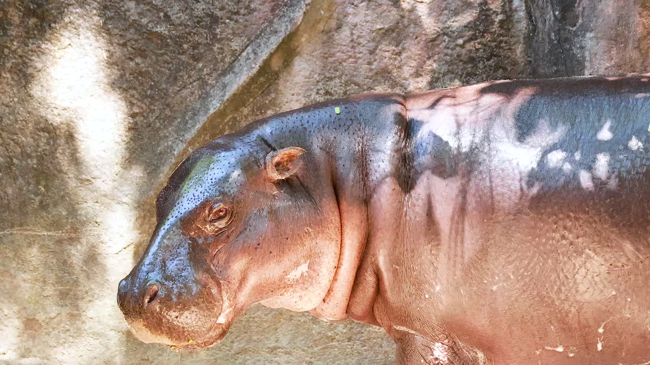 Pygmy hippo in natural habitat at Chonburi zoo