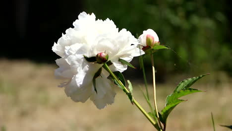 White-rose-on-green-stem-gently-swaying-in-the-garden