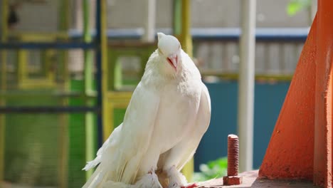 white fantail pigeon standing, columba livia domestica.