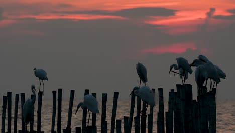 The-Great-Egret,-also-known-as-the-Common-Egret-or-the-Large-Egret