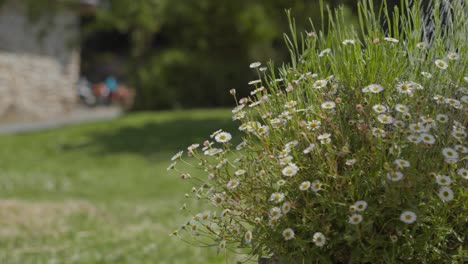 Watering-an-ornamental-daisy-plant-in-the-garden