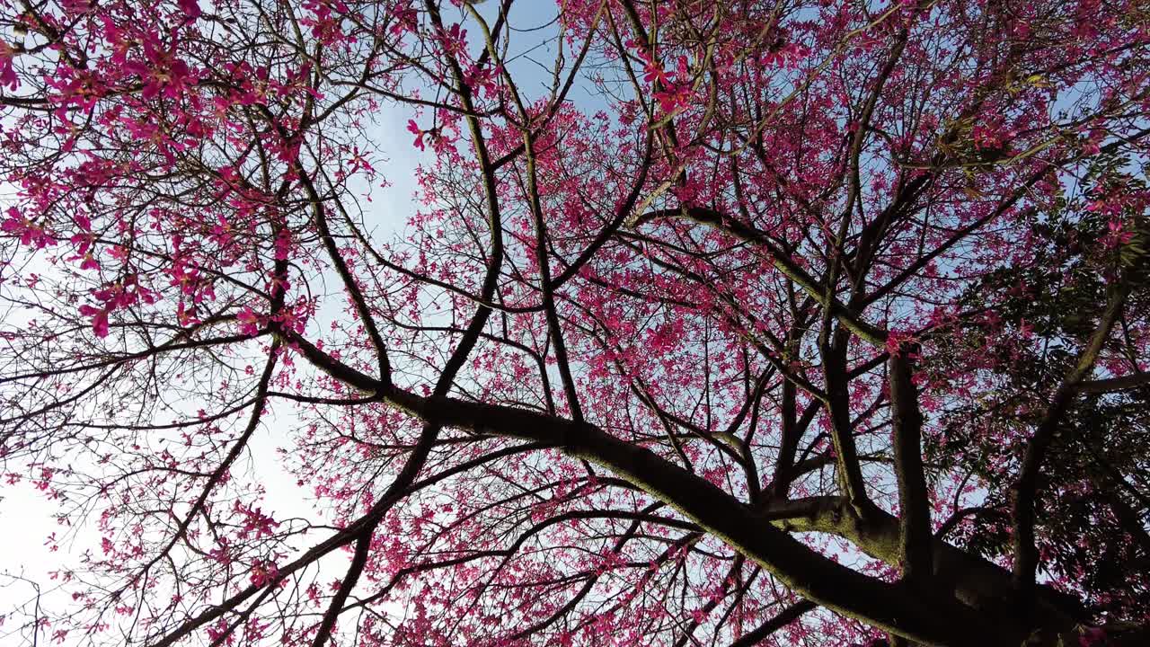 Albero dai fiori rosa in piena fioritura in un parco a Lisbona, Portogallo - inquadratura dal basso