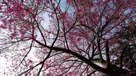 Pink-Flower-Tree-Blossoming-In-A-Park-In-Lisbon,-Portugal---low-angle-shot